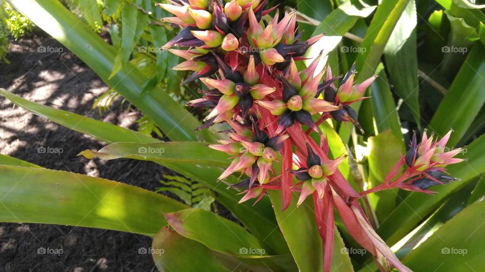 Tropical plant with different shades of pink, purple, blue, yellow, and green.