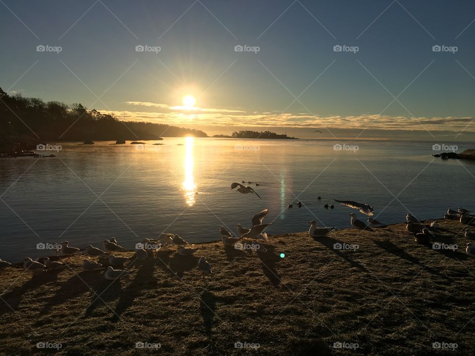 Seagulls in sunrise 