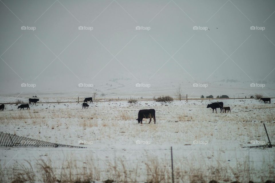 Grazing in the snow