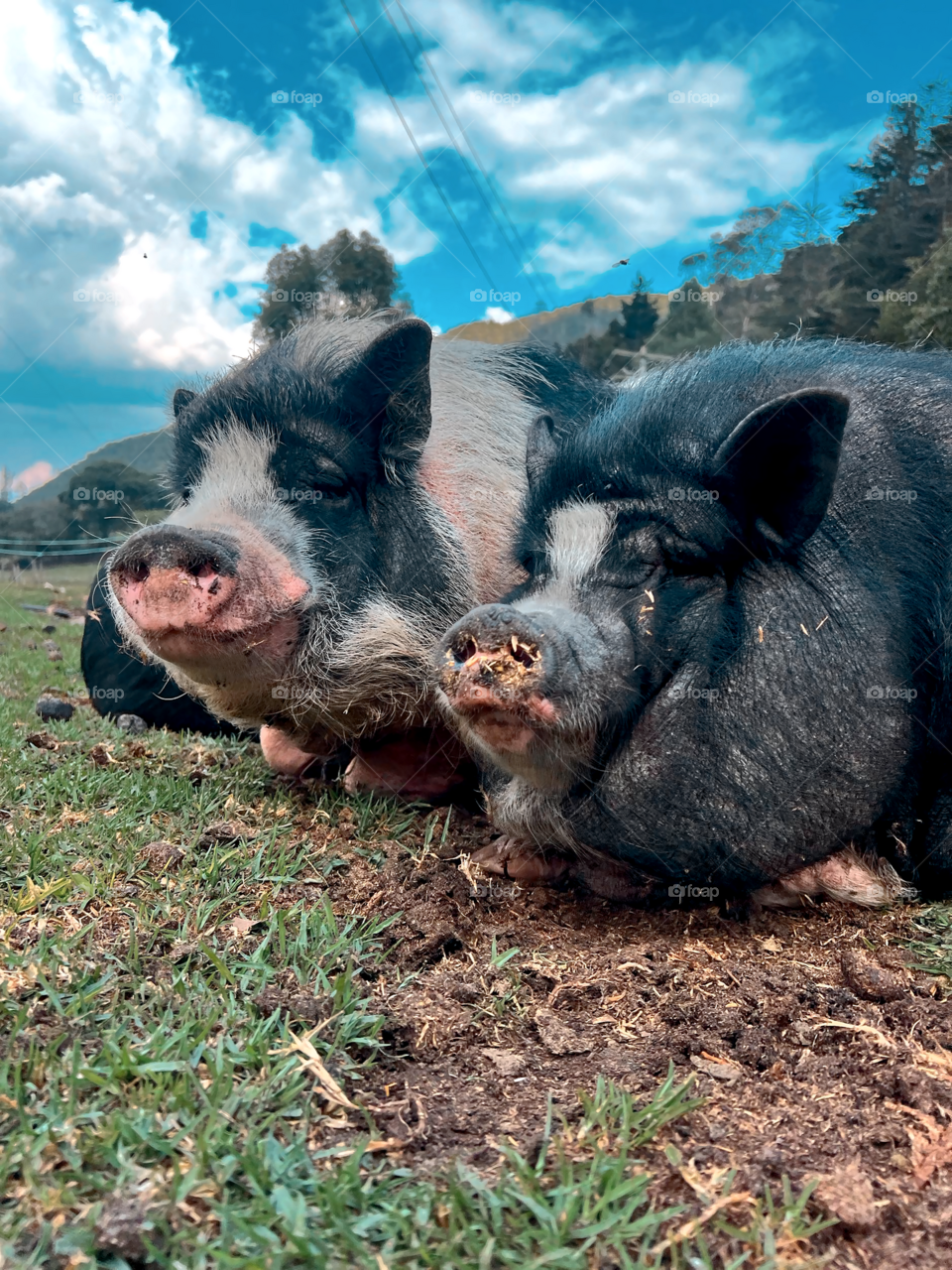 Mini pigs descansando 