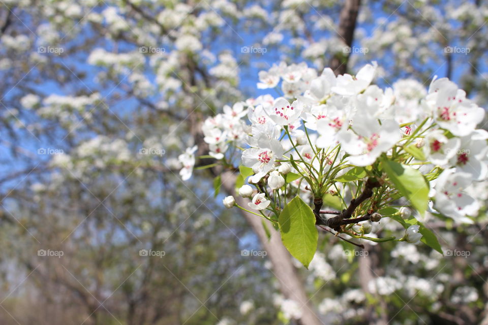 Close-up of flowers