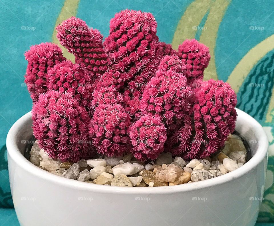 Pink Cactus 