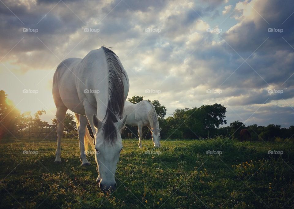 Sunset on a horse pasture in the Countryside