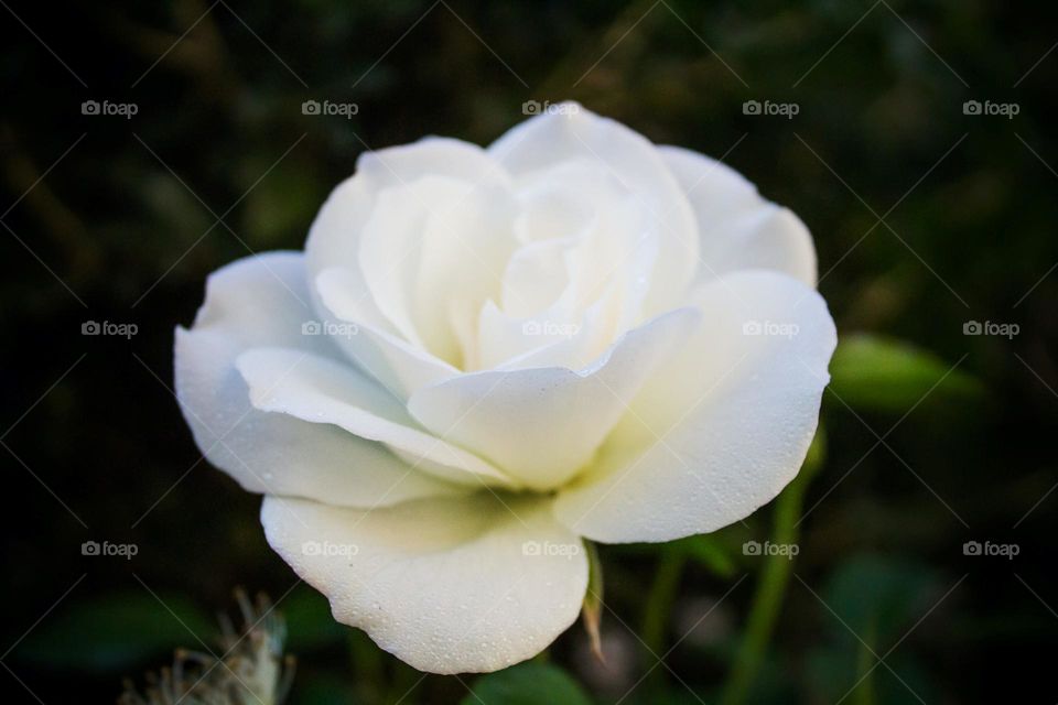 Beautiful white colour flowers in bloom