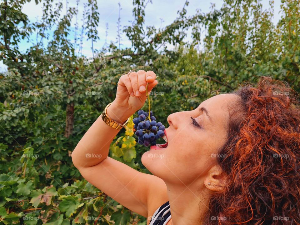 woman in profile eats black grapes in the vineyard in the countryside