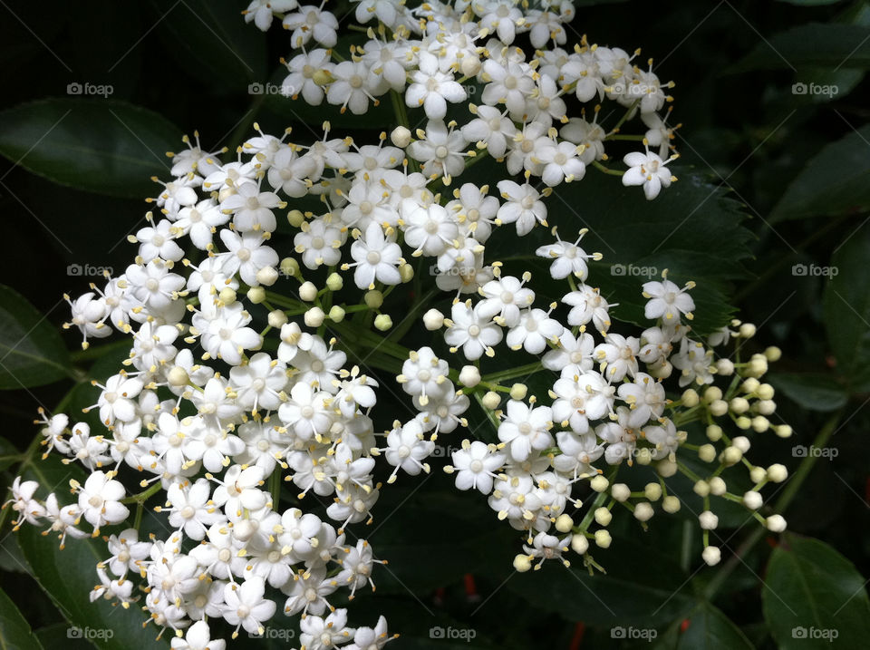 A spot of white flower