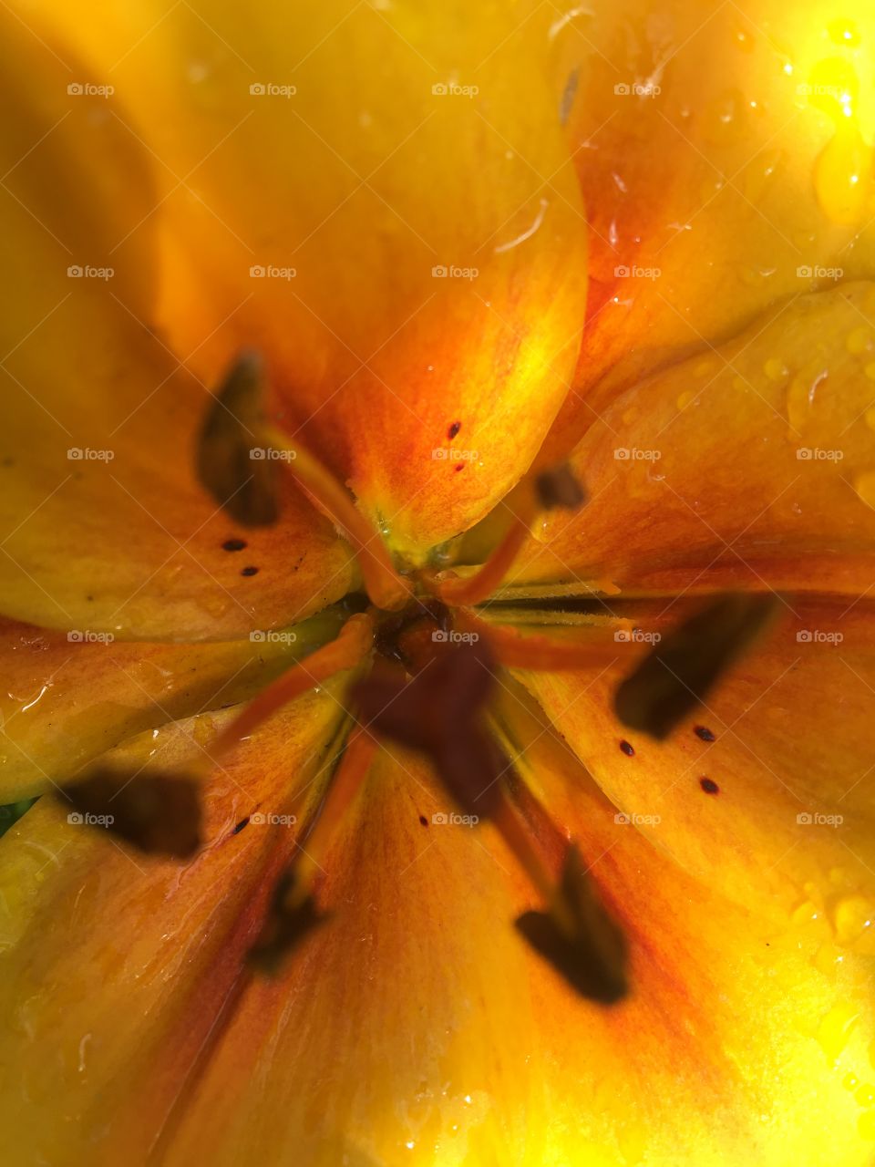 Inspiration of the garden 