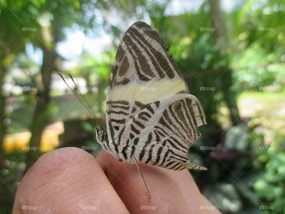 zebra mosaic butterfly