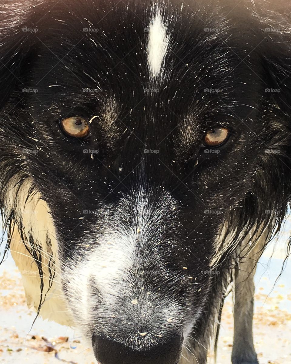 Closeup head shot border collie wet