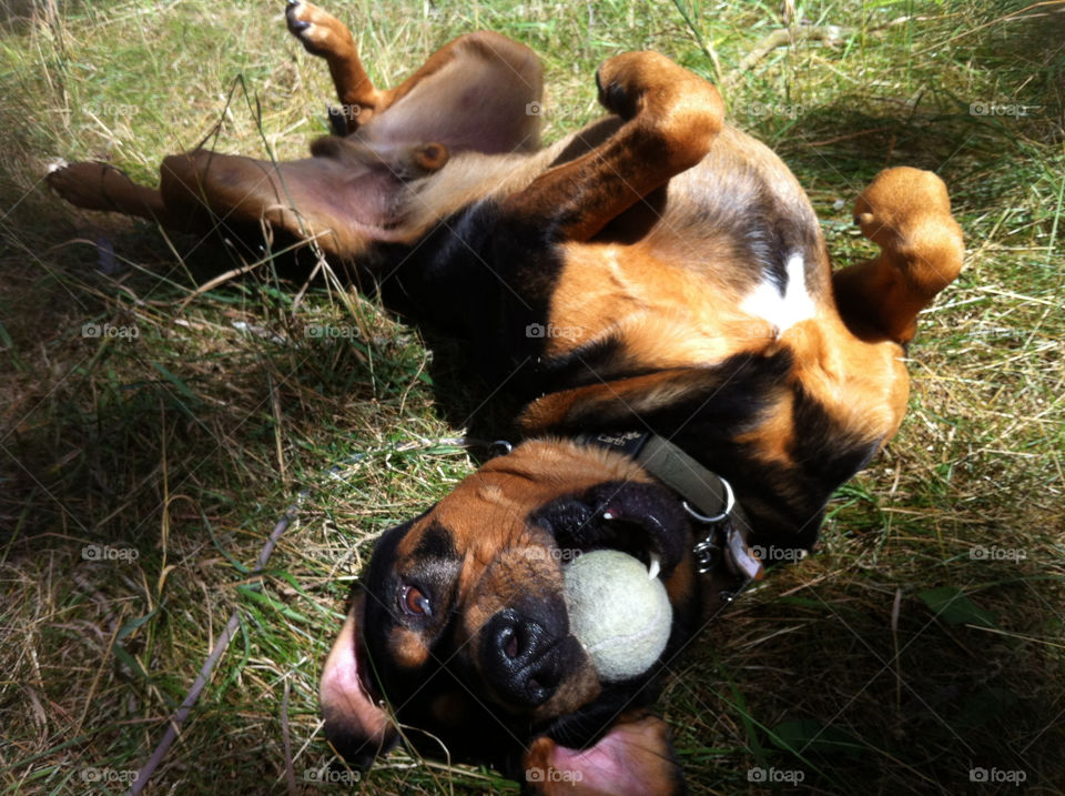 play dog mammals ball by serenitykennedy