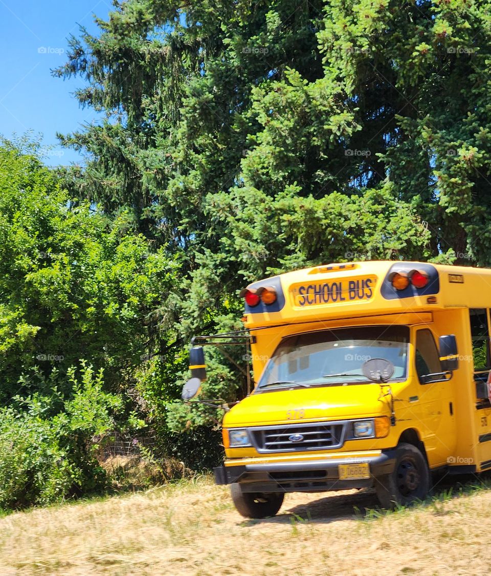 taking a summer vacation, this bright yellow school bus is parked among green trees of Oregon countryside