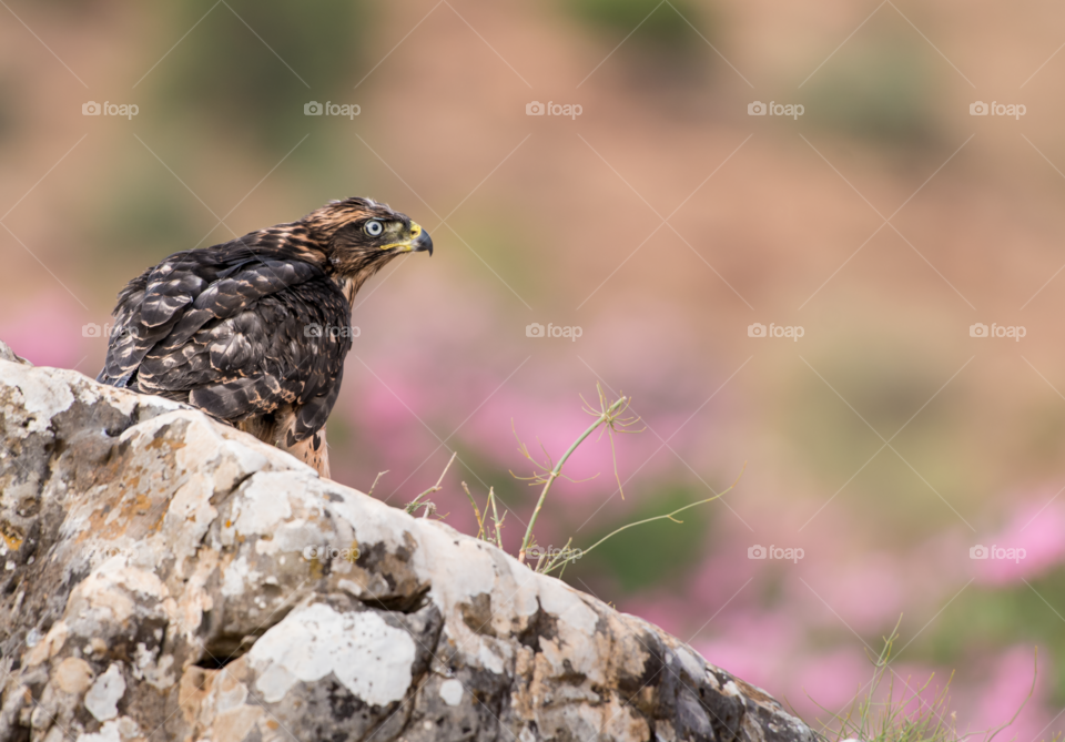 Northern goshawk Standing on the rock