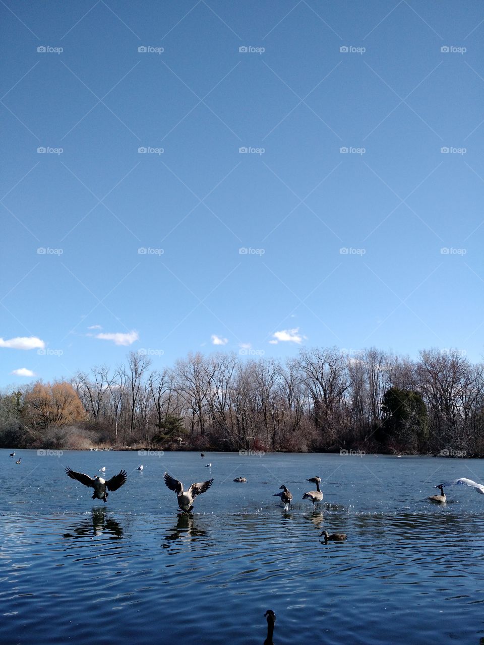 geese landing. Green Bay 2015