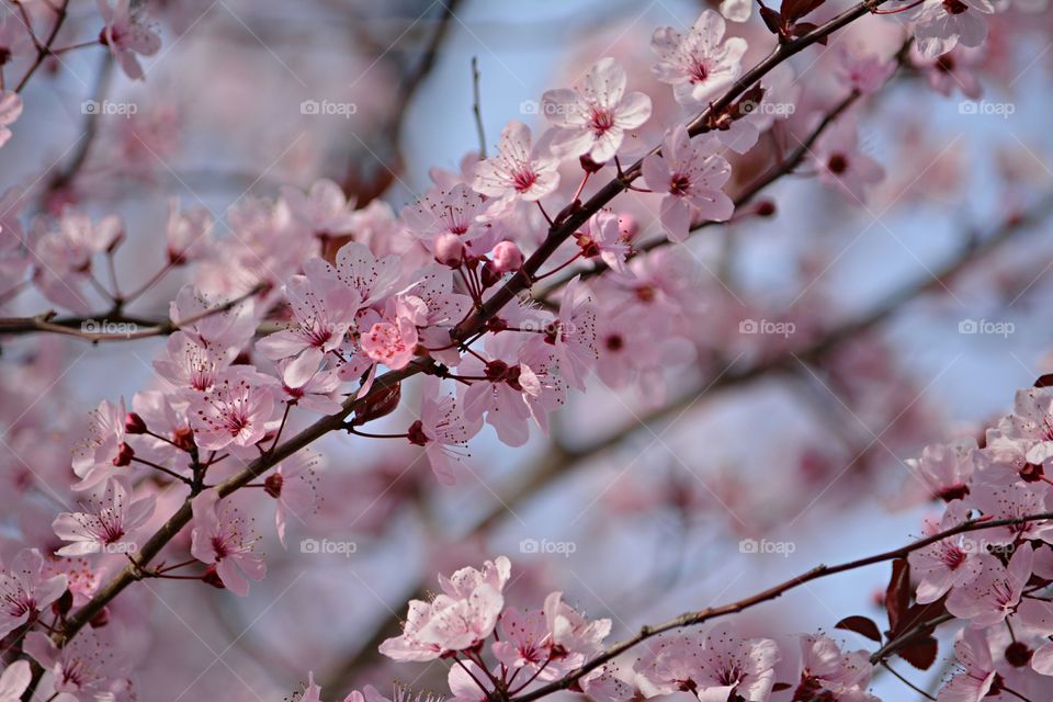 Cherry Blossom Branch. Walking in Gresham we came upon these!