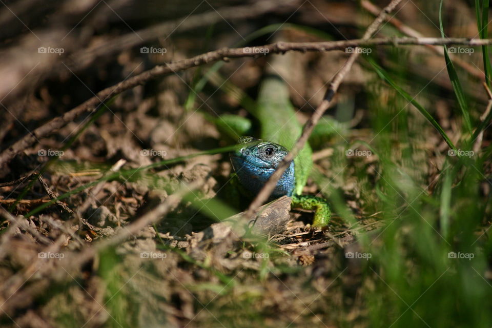 Green blue lizard