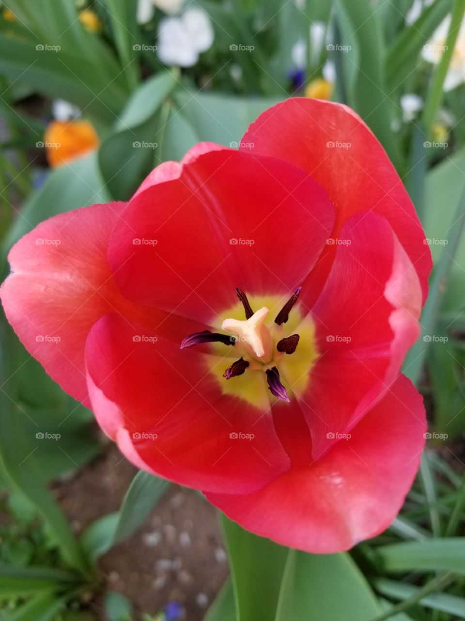 The Tulip