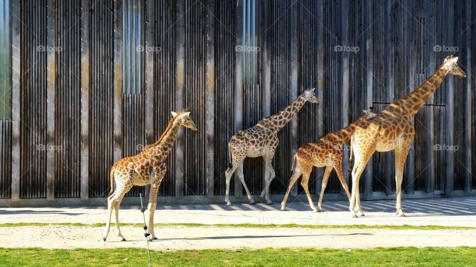 giraffes in a zoo