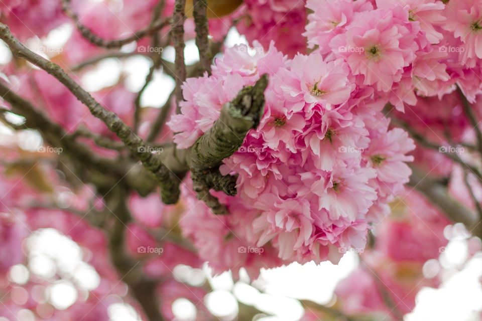 Cherry blossom 