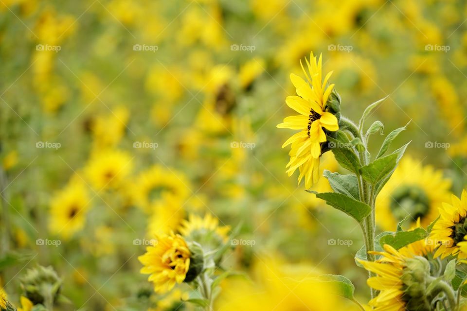 Brilliant Sunflowers