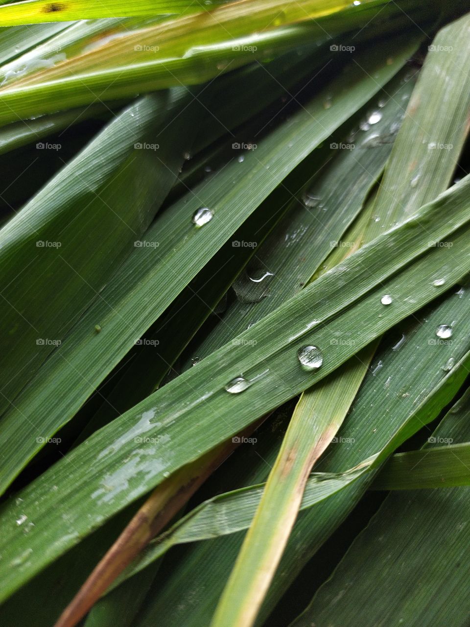 nature,leaf,rain drop,dew,dew drop
