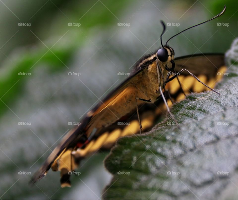 The eyes, thorax, wing structure studied in this closeup view of yellow tropical butterfly