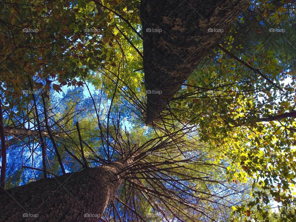 Low angle view of trees