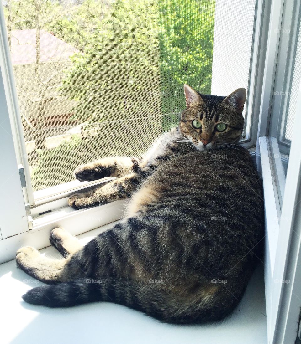 Portrait of cute cat near window.Beautiful cat