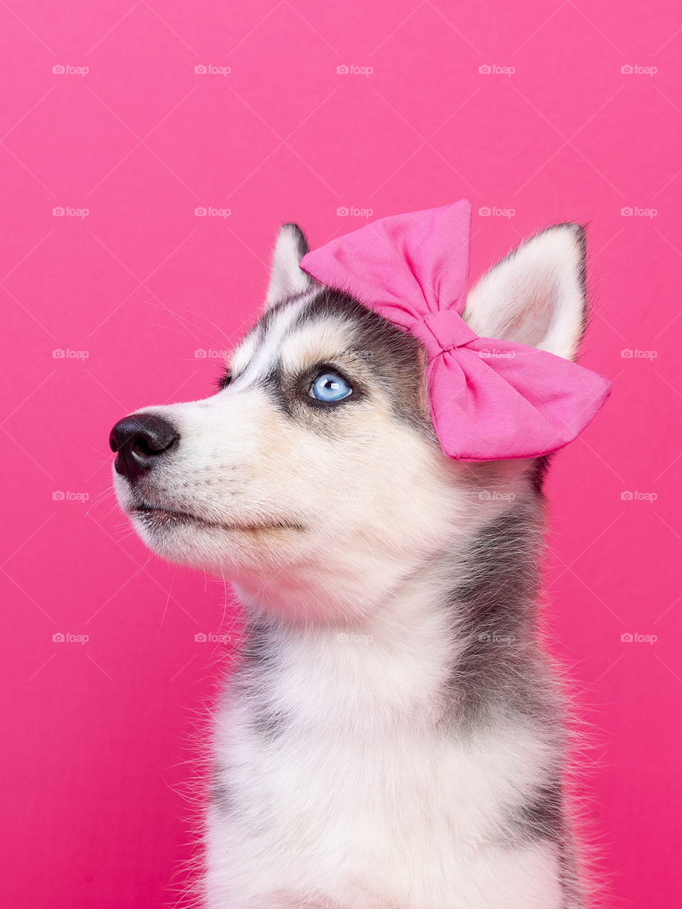 Puppy husky with blue eye and pink bow