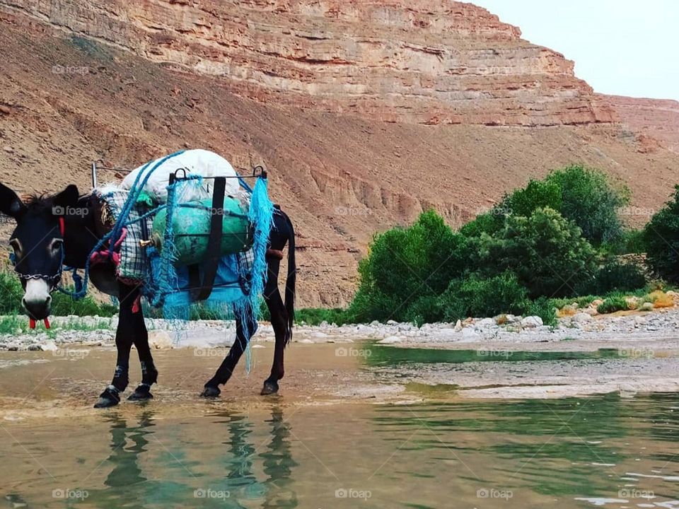 animal donkey in the arms of nature