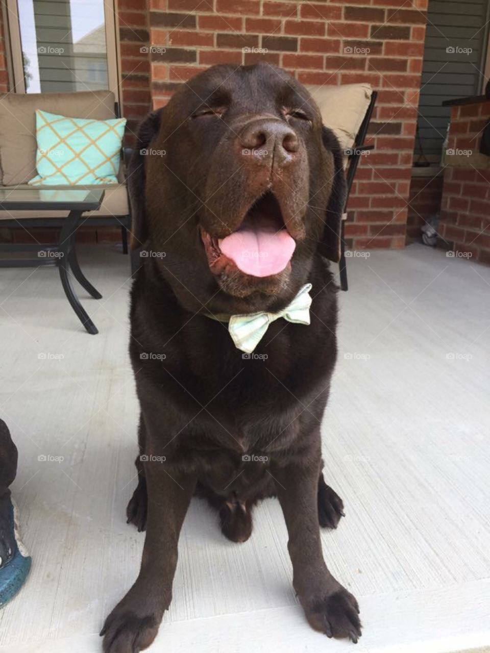 Labrador with a bow tie 