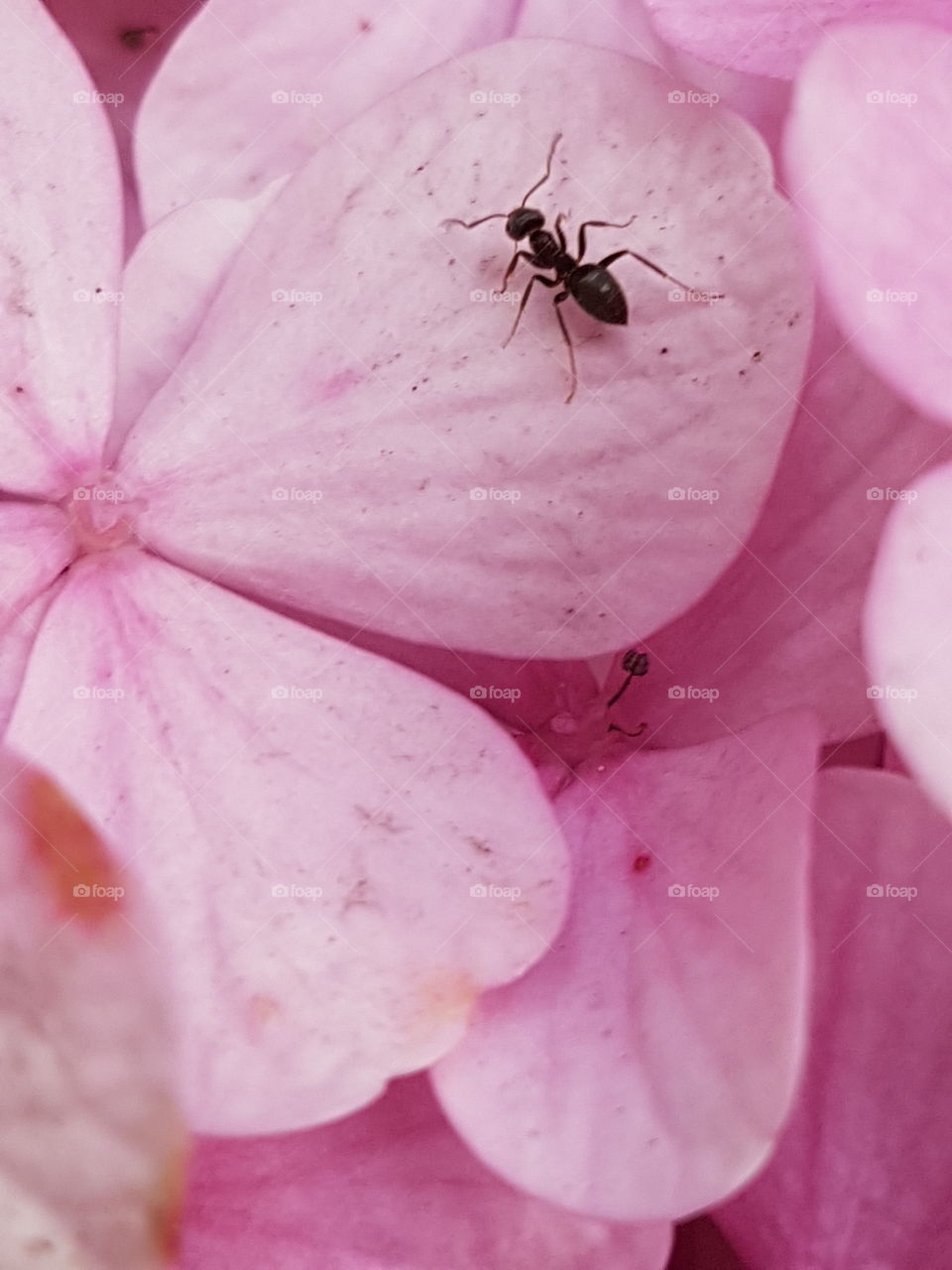 ant anthill pink rose flower