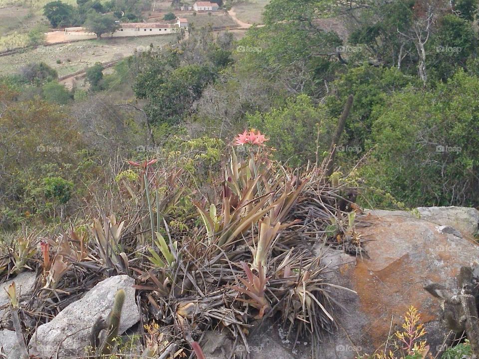 caatinga flower