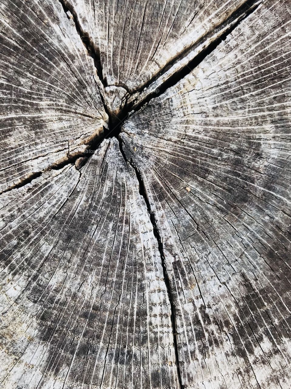 Cross in Split Wood