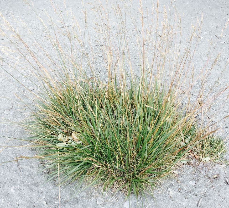 Lone grass 