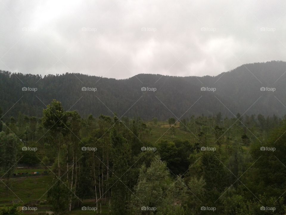 Tree, Landscape, Mountain, Nature, Fog