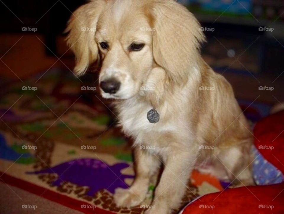 A blonde cocker spaniel golden retriever mix sits while intently watching a kitten out of the picture. 