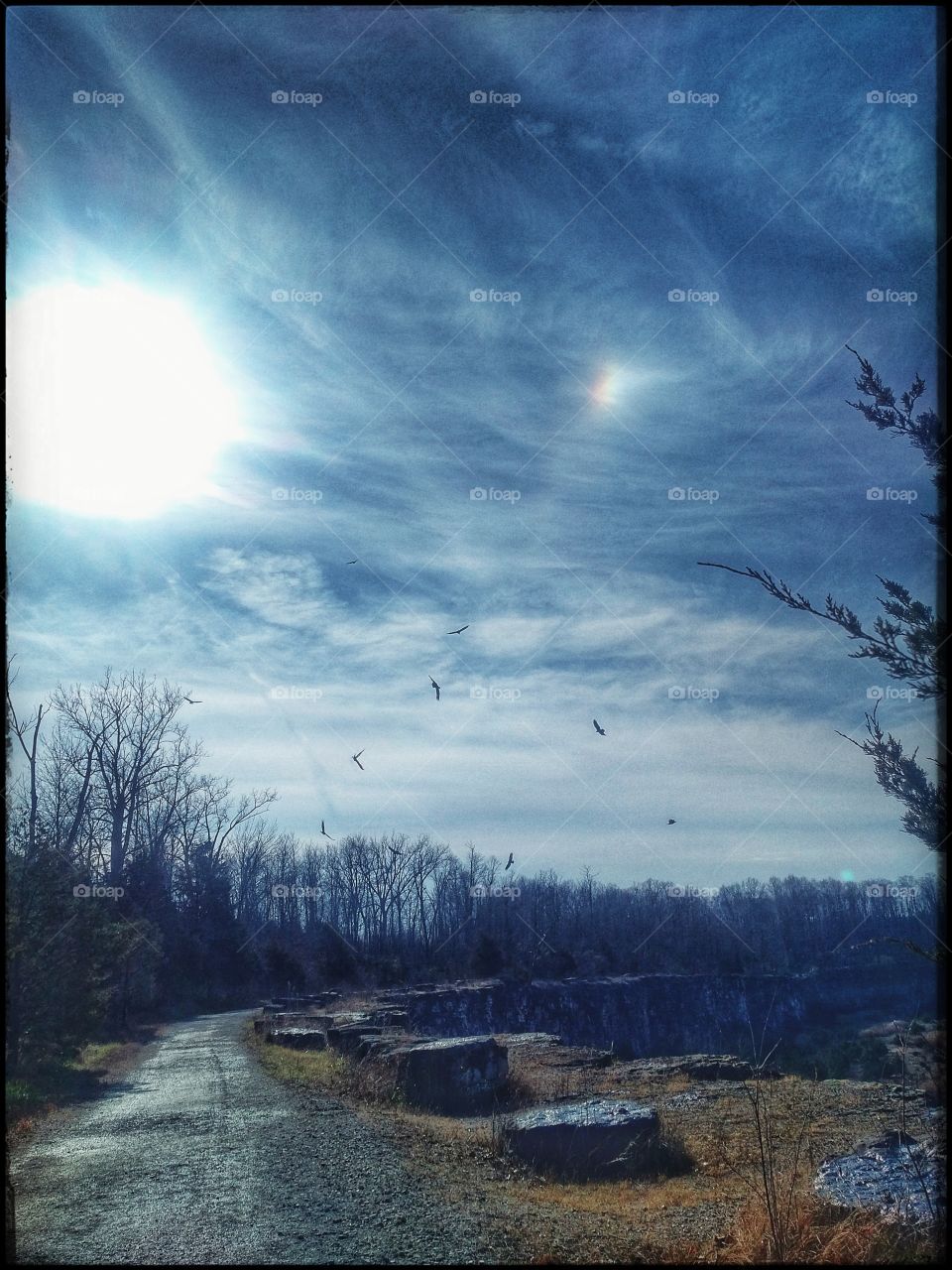 Turkey buzzards circling a nature park