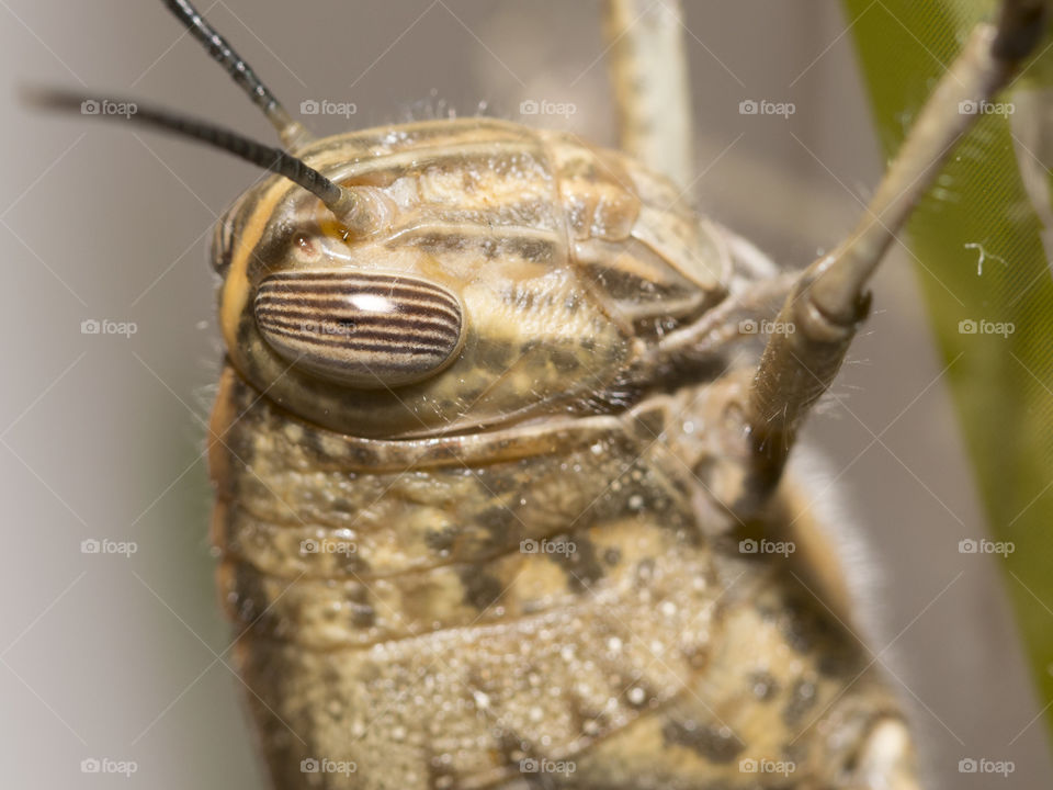 Head of  a big grasshopper