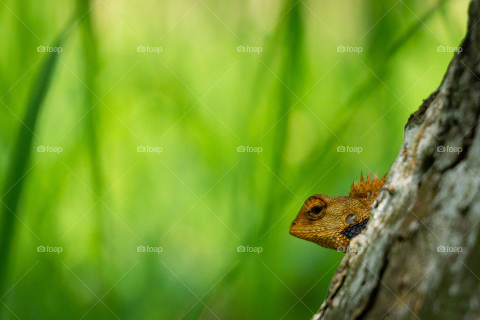 A garden Lizard eavesdropping behind a tree