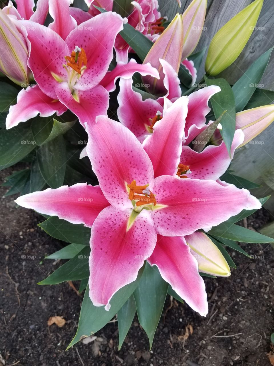 Hot pink lily