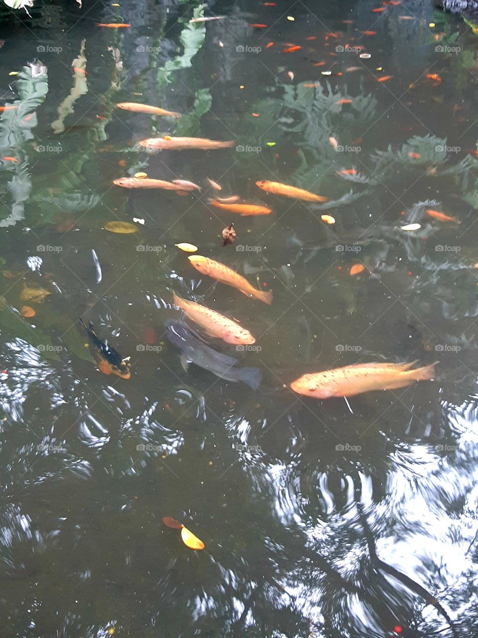 Various fishes in the garden pond