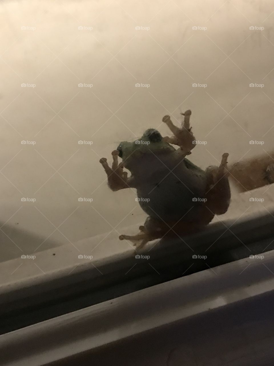 Friendly Frog 