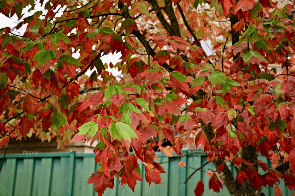 Battle: Summer vs Fall - Red maple leaves are green on the top and a light greenish white on the underside, and turn brilliant red in autumn