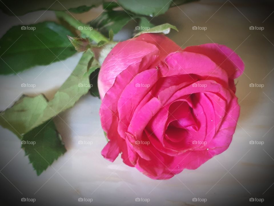 Pink rose