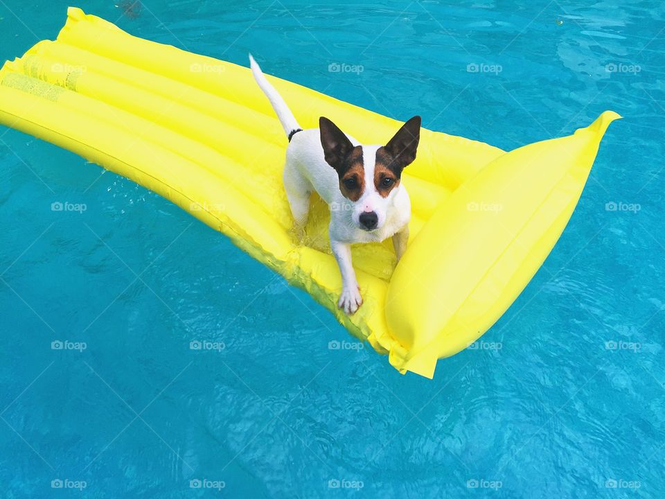 Dog standing on a yellow inflatable mattress floating on water in a swimming pool. 