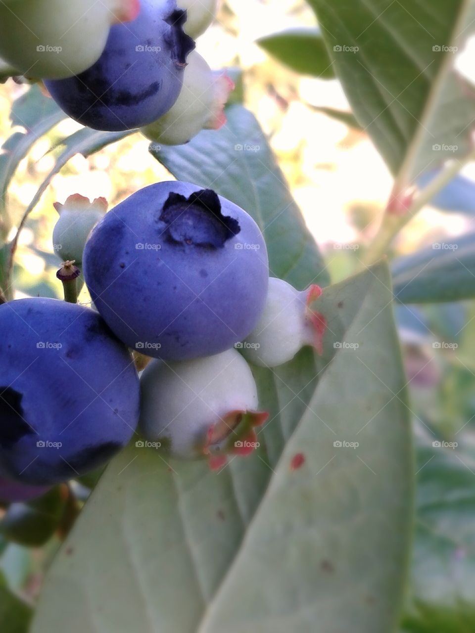 Blueberries. Still growing.