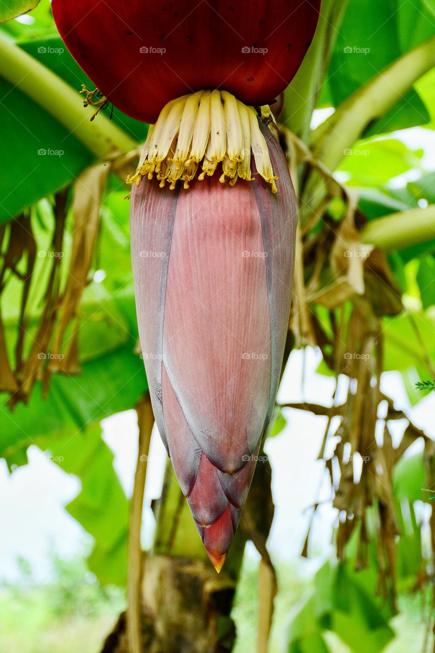 Banana blooming