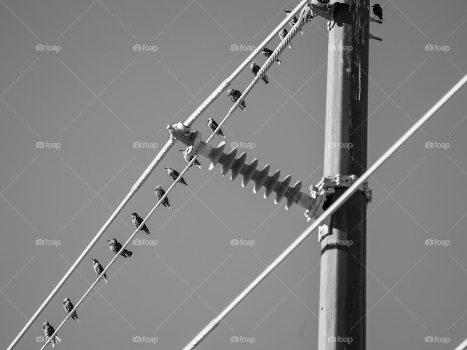 Small birds occupy a high voltage line with no ill effect since they are not grounded