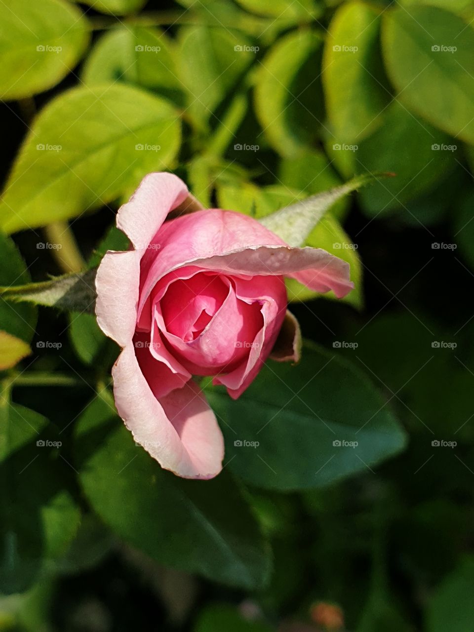 the beautiful rose