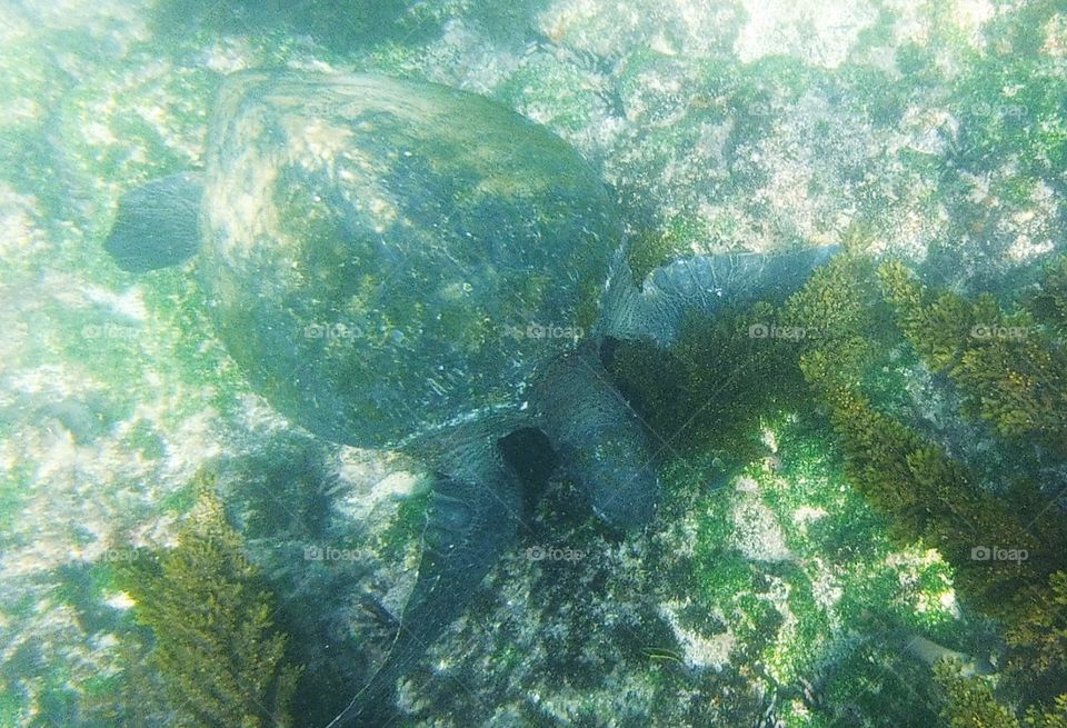 Galápagos Sea Turtle